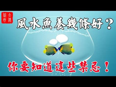 家裡養魚數量|養魚秘訣：數量是關鍵